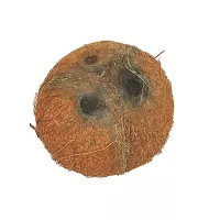 Fresh Coconut 1 piece
