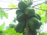 Papaya zielona