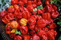 Świeże ostre czerwone papryczki chilli Hot Red Pepper Chilli African Epicure 1kg