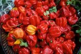 Świeże ostre czerwone papryczki chilli Hot Red Pepper Chilli African Epicure 1kg