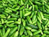 Tykwa indyjska Tindora Ivy Gourd 250g