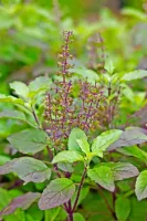 Liście Tulsi (Święta Bazylia) – 20g (Only by Order)