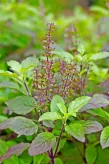 Liście Tulsi (Święta Bazylia) – 20g (Only by Order)