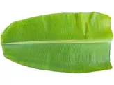 Liść Banana 1 liści