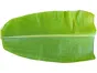 Banana Leaf 1 leaves