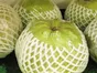Guava (Amarud) - Thai big size - 2
