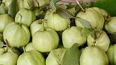 Guava (Amarud) - Thai big size