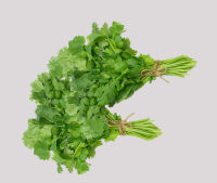 Kolendra świeża Fresh Coriander pęczek