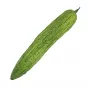 Górski melon Karela Bitter Melon Taj - 2