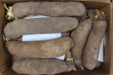 Pochrzyn dziki świeży korzeń Wild Yam Root 500g
