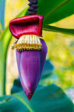 Kwiat bananowca Banana Flower