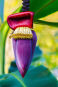 Kwiat bananowca Banana Flower