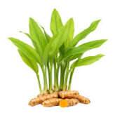 Kurkuma świeża liście Fresh Tumeric Leaves