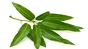 Mango Leaves (Only by Order) 20g