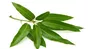 Mango Leaves (Only by Order) 20g