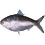 Hilsa Fish (1200 gr to 1400 gr )BD - 2