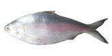 Hilsa Fish (1200 gr to 1400 gr )BD
