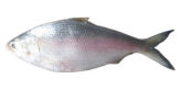 Hilsa Fish (1200 gr to 1400 gr )BD