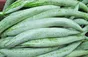 Gurdlina Wężowa/Ogórek Wężowy  (Padwal, Chichinga)-500g