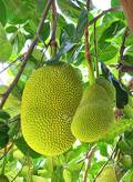 Green Jack Fruit  1600G