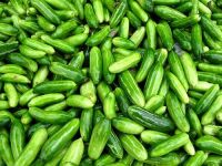 Tykwa indyjska Tindora Ivy Gourd 500g