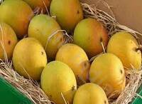 Pakistan mango (pack of 4- 5 )