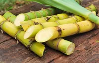 Trzcina cukrowa 1kg
