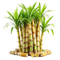 Trzcina cukrowa 500g