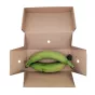 Świeże zielone plantany Fresh Green Plantains Eco Premium 500g