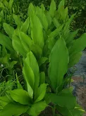 Turmeric Leaves  from Sri Lanka 250g