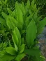 Turmeric Leaves  from Sri Lanka 250g