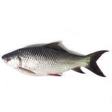 Rohu Fish 3,3 to 3,7