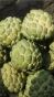 Custard apple 500g - 2