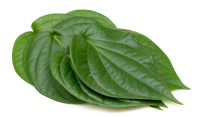 Fresh Paan Pan Betel Leaf 1pc