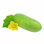 Dynia woskowa Jali Kumra Water Pumpkin 1kg