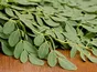 Moringa leaves (Malunga leaves) - Liście Moringi (Only for order) (pęczek)